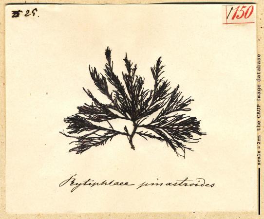 Rytiphloea pinastroides_150.jpg
